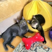Mara & Maia Dreamteam sucht Familie, Katze zur Adoption