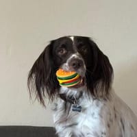 Wonky verliert sein Zuhause zum 2. Mal, Hund zur Adoption