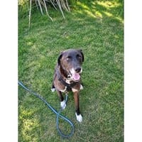 Rica - wartet in 97258 Oberickelsheim, Hündin zur Adoption