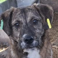 FREDDIE-lebensfroher Jung-Rüde, 44 cm, Hund zur Adoption