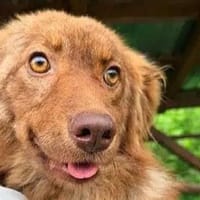 BRUNJA-menschen bezogene,hübsche Hündin, Hündin zur Adoption