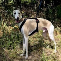Snappy, Hund zur Adoption