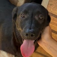 JAMIE-hübscher,freundlicher Rüde, Hund zur Adoption