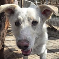 BLANCO-aktiver,sportlicher Rüde, Hund zur Adoption