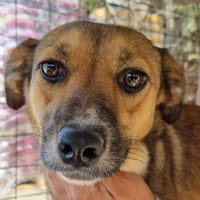 LEONA-zauberhafte, liebevolle Hündin, Hündin zur Adoption