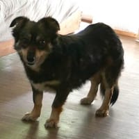 Jack braucht ganz besondere Menschen, Hund zur Adoption