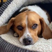 PIPPO-charmanter,verschmusterBeagle-Rüde, Hund zur Adoption