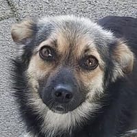 ZOICA ist eine Traumhündin, Hündin zur Adoption