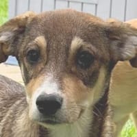 HAZEL-wunderschöne,verspielte W.-Hündin, Hündin zur Adoption