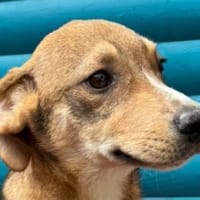 HENRY-hübscher, aufgeweckter Welpen-Rüde, Hund zur Adoption