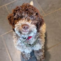 Totti - ist selbstbewusst, Hund zur Adoption