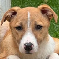 HEINER-hübscher,freundlicher Welpen-Rüde, Hund zur Adoption