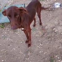 Logan, Hund zur Adoption
