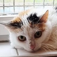 Mary Poppins, Katze zur Adoption