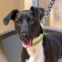 Jojo, Hund zur Adoption