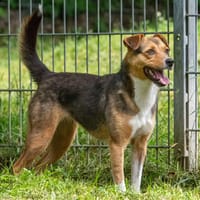 Nayeli, Hündin zur Adoption