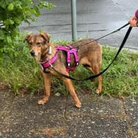 Lilly sucht ein Zuhause, Hündin zur Adoption