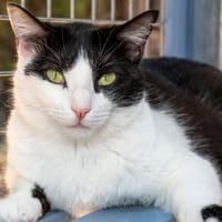 Süße Nata sucht Für-immer-Zuhause, Katze zur Adoption