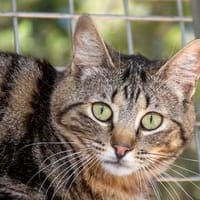 Zuckersüße Sugar sucht Happy Home, Katze zur Adoption