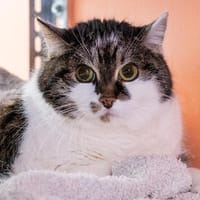 Lucy, Katze zur Adoption