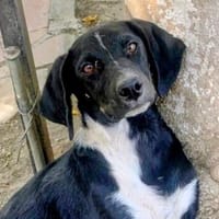 Welpe Frida, Hündin zur Adoption