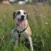 Summer sucht ein liebevolles Zuhause, Hund zur Adoption