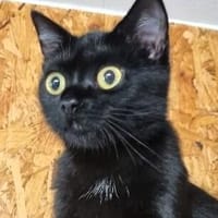 Mia, Katze zur Adoption
