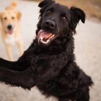 Kroati♥Oddie♥ wartet 06110 Halle (Saale), Hund zur Adoption