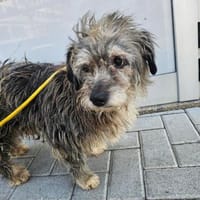Strubbelkopf Yoda, Hund zur Adoption