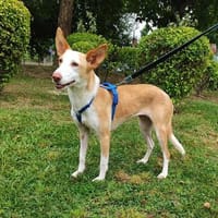 Sanfte Lili, Hündin zur Adoption