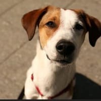 Corazon, ihr Name ist Programm, Hündin zur Adoption