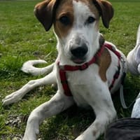 Corazon, ihr Name ist Programm, Hündin zur Adoption