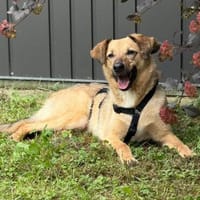 Herzenshund Snoopy sucht Zuhause, Hund zur Adoption
