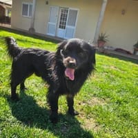 Verschmuster Paco, Hund zur Adoption