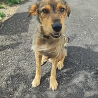 Traumhund Kiko, Hund zur Adoption