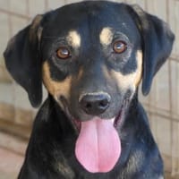 Hannes (zur Pflege in 26810 Westoverledi, Hund zur Adoption