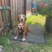 freundliche Hündin, Dörthe, 48cm in Köln, Hündin zur Adoption
