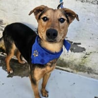 Hübscher Jacko, Hund zur Adoption