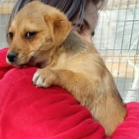 LUCKY 2 - auf PS 50969 Köln, Hund zur Adoption