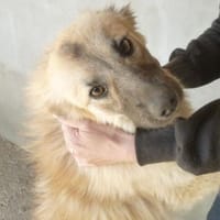 FORTUNINO - auf PS in 50321 Brühl, Hund zur Adoption