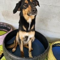 Hübsche Domenica, Hündin zur Adoption