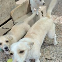 BENNO - auf PS in 50321 Brühl, Hund zur Adoption