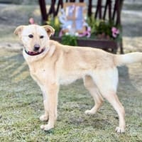 ANGELICA, Mix, geb. 03/2025, Hündin zur Adoption