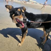 Ruhige Hündin Jade, Hündin zur Adoption