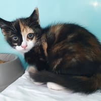 UTSHANA CHA, chatte à adopter