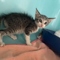 JEDUSOR, chat à adopter