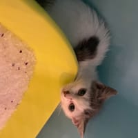 PETUNIA, chatte à adopter