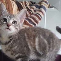 SAMBA CHA, chatte à adopter