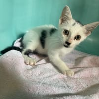 ASTORIA, chatte à adopter