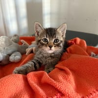 Néo, chat à adopter